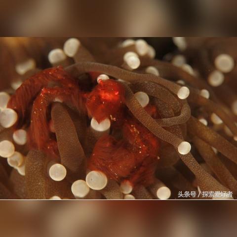 (荒岛求生狂暴变异人怎么打)荒岛生存：疯狂掠食者的挑战与求生之路