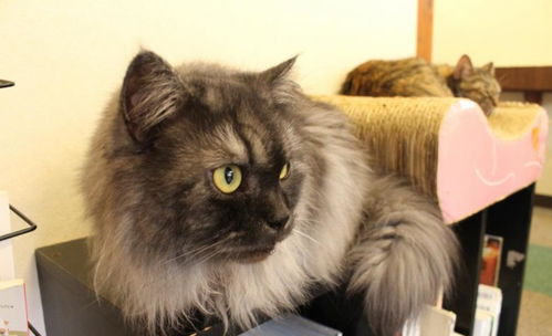 (猫咪咖啡屋找不到了)为什么总是进不去猫猫咖啡屋？这里可能有什么秘密吗？