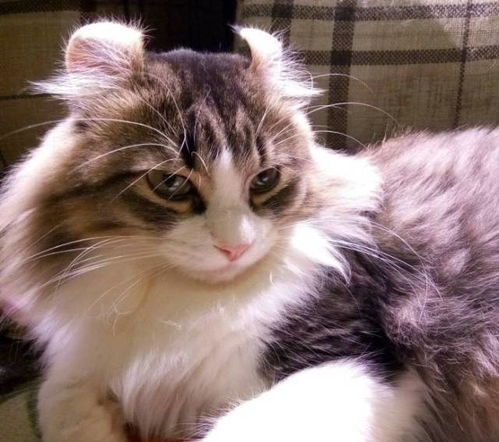 (猫咪咖啡屋找不到了)为什么总是进不去猫猫咖啡屋？这里可能有什么秘密吗？