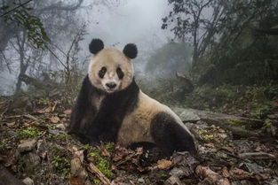 小浣熊百将传宣布停服了，用户心痛无比，熊猫TV上最受欢迎的游戏直播平台何去何从？