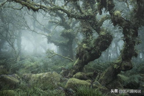 奇幻森林岛最强阵容：探索神秘森林，挑战最强对手，展现无限力量
