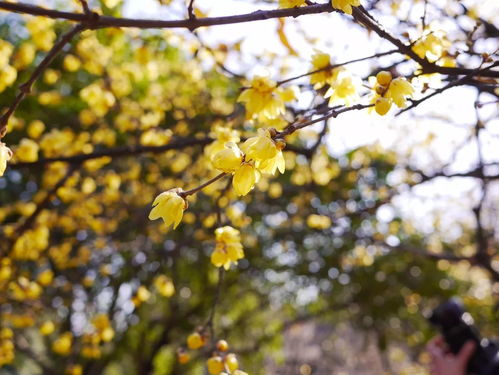 花田小院停更好久了，静待春风归来，梦回花开时节的温暖与美好